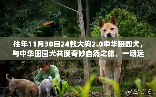 远离尘嚣的心灵觉醒,大狗2.0中华田园犬奇妙自然之旅