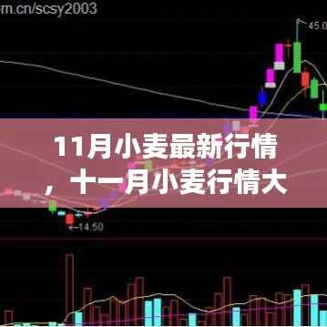 十一月小麦行情深度解析，最新动态与全面市场分析
