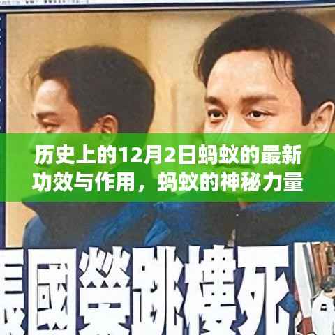 蚂蚁的神秘力量与温馨故事,12月2日的历史新功效与作用揭秘,友谊与陪伴的力量