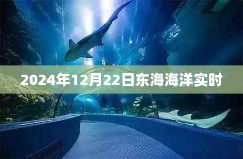 东海海洋实时动态,2024年12月22日更新