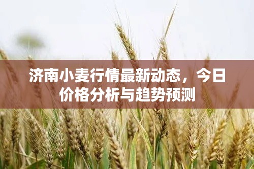 济南小麦行情最新动态,今日价格分析与趋势预测
