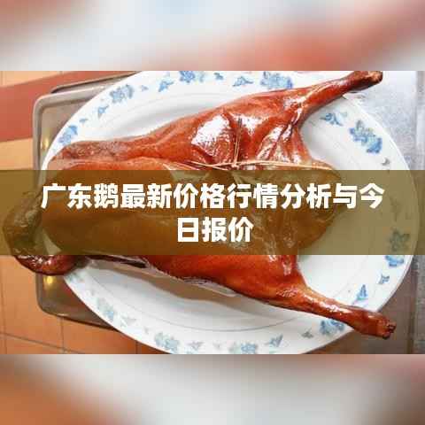 广东鹅最新价格行情分析与今日报价
