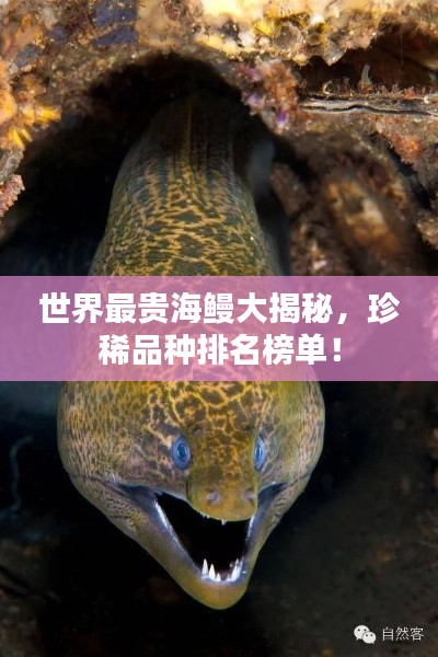 世界最贵海鳗大揭秘,珍稀品种排名榜单!