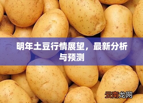 明年土豆行情展望,最新分析与预测