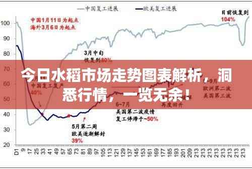 今日水稻市场走势图表解析,洞悉行情,一览无余!