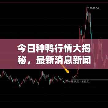 今日种鸭行情大揭秘,最新消息新闻汇总